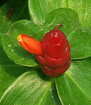 French Kiss Red Buttons Ginger, Indian Head Ginger, Costus woodsonii 'French Kiss'
